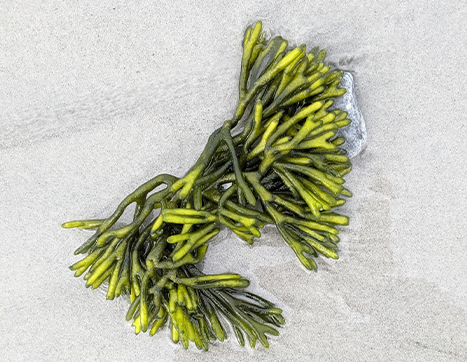 Ingredient Intel: 5 Ways Seaweed Improves Skin